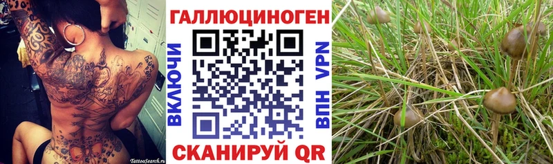 закладки  Нарткала  даркнет состав  Псилоцибиновые грибы Psilocybine cubensis 